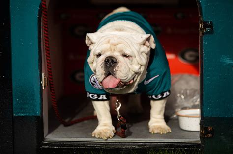 bulldogwager.com|Bulldogs .